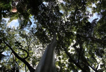 FSC organise une rencontre sur le commerce durable de bois tropical à Belem (Brésil)