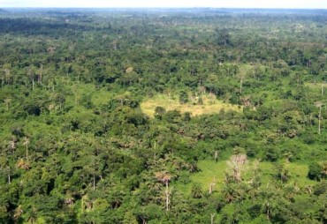 Les rapports des états des lieux du secteur privé de la filière bois dans le Bassin du Congo disponibles