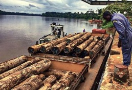 Une lettre du MINFOF fournit des informations concernant l’arrêt de l’exportation des grumes au Cameroun