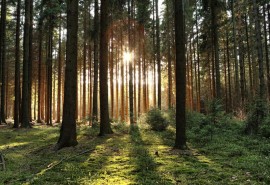 RDUE : mise en ligne de l’Observatoire européen de la déforestation et dégradation des forêts + mise à jour de la FAQ