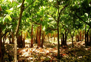Plantation - Agroforesterie