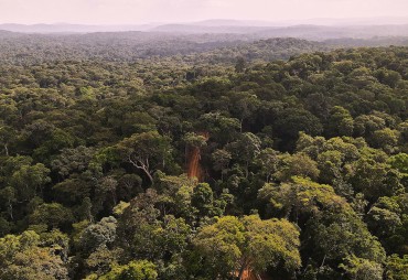 Rougier Gabon renouvelle 3 certificats FSC dans le Haut-Abanga et l’Ogooué-Ivindo