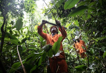 BF Consult développe une application d’aide au contrôle des mesures d’Exploitation Forestière à Impact Réduit (EFIR)