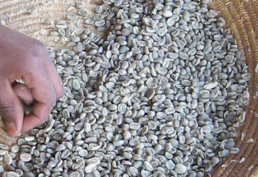 Agroforestry, a sustainable future for coffee
