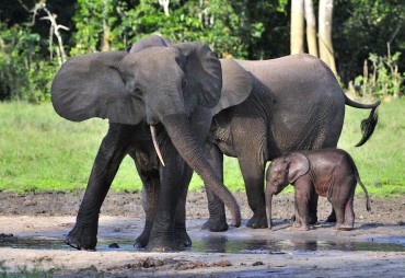 The story of an encounter between man and elephant