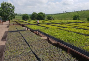 Bassin du Congo : FRM mise sur l’acacia pour développer les plantations sur le plateau de Mbé