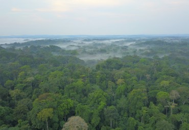 The Ministry of Water and Forests of Gabon is recruiting a consultant to carry out a review and analysis of the development and management plans of operating forest concessions