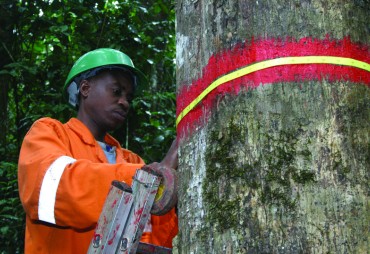L’OIBT appelle à communiquer positivement sur le bois