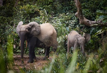 The challenging coexistence of forest elephants and timber concessions in central Africa