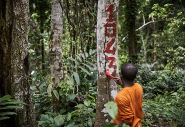 From seed to window: sustainable and certified management of tropical forests