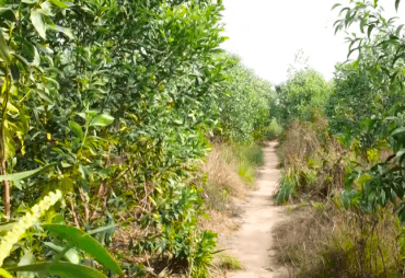 Projet PIREDD en RDC : pour 2023, un objectif de plus de 8000 ha plantés par les paysans bénéficiaires