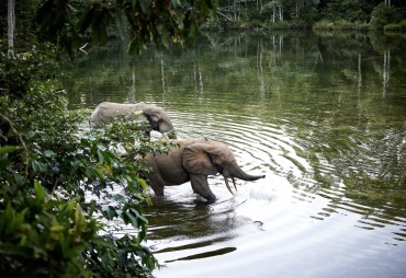 Republic of Congo Expands National Park to Include Gorilla-Rich, Unlogged Forest