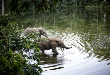 En République du Congo, un Parc National s’agrandit pour protéger une forêt à haute intégrité, riche en gorilles