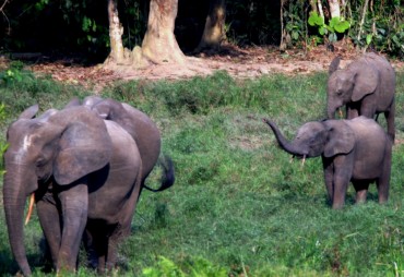 Communiqué de presse : la société OLAM s’engage avec la Wildlife Conservation Society et la République du Congo à protéger la biodiversité