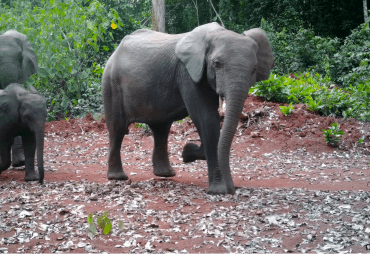 Not all roads are barriers: Large mammals use logging roads in a timber concession of south-eastern Cameroon