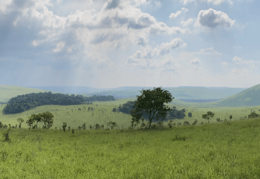 Total et FRMI lancent la plantation forestière de 40 000 hectares en République du Congo