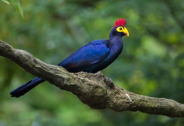 Nature credits and certificates: a European proposal under debate – Analysis by Alain Karsenty.