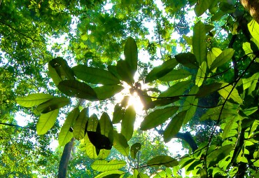 Publications sur les services écosystémiques des forêts tropicales