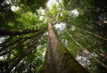 One Forest Summit au Gabon