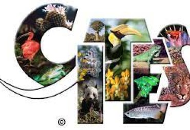 Comité des plantes de la CITES