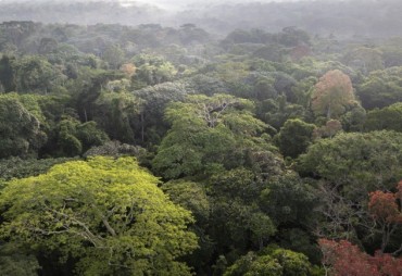Date limite des candidatures pour intégrer le Focus Forest Advisory Group