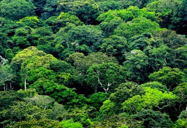 Publications sur la Gestion durable des forêts tropicales et les certifications du bois tropical