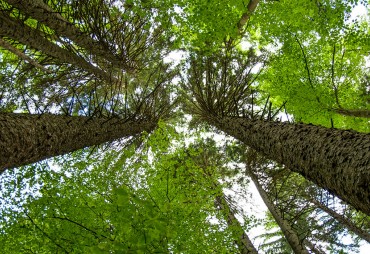 Études Reforestation & Agroforesterie