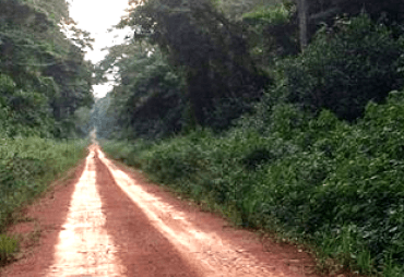 Study on the impact that roads have on tropical forest concessions