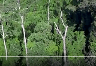 Film of the NGO AVSI on the FLEGT in Côte d’Ivoire