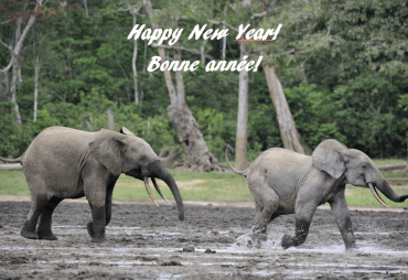 Happy New Year! Bonne année!