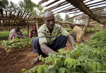 Démarrage des études orientées plantation et agroforesterie