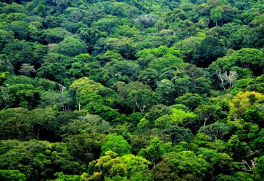 The forest certification project in Gabon, a complex implementation