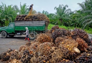 ATIBT get involved in monitoring the National Strategy against Imported Deforestation (SNDI)