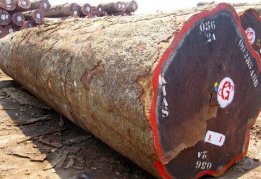 Kevazingo : Enough is enough for the representatives of Chinese forestry companies in Gabon