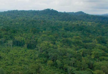 EIA Report: And if the answer was certification? Fair & Precious companies, certified FSC or PAFC / PEFC in the Congo Basin, are an example to follow