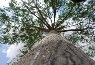 View on the responsible private finance investment in the forest sector
