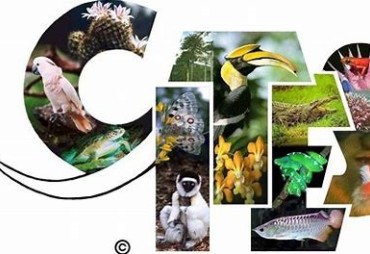 Indication des nouvelles dates possibles pour la COP18 de la CITES