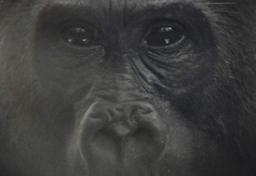 Découvrez le film « République du Congo : la forêt des Gorilles »