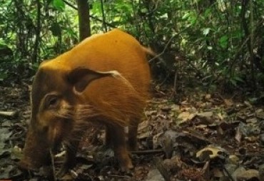 Les concessions forestières certifiées peuvent jouer un rôle complémentaire aux aires protégées dans la mise en œuvre des stratégies de conservation