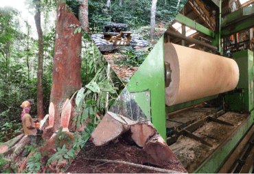Focus on the private sector of the forest and timber sector in Cameroon: State of play of actors