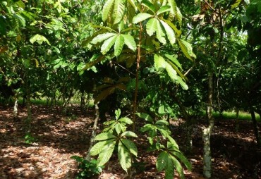 GUIDE FOR SETTING UP AGROFORESTRY PROJECTS FOR FORESTRY COMPANIES
