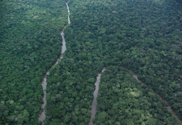 Analyse complémentaire de l’article Hubau W& al. Le rôle des forêts dans le stockage du carbone – Par FRMi
