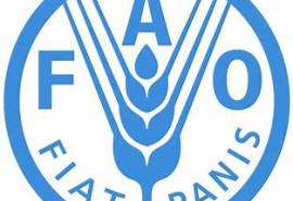 Boosting partnership between FAO and the private sector
