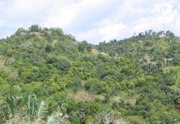 Palabres autour des arbres : des discours sur leur intelligence aux dérives de l’anthropomorphisme