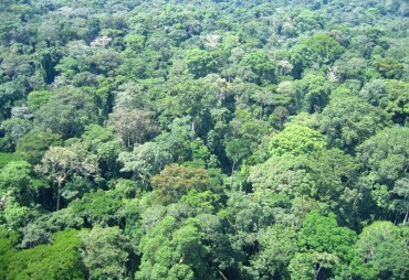 Legality and traceability of timber from community forests in Gabon – Ogooue Ivindo Province