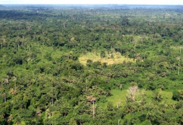 The reports of the state of play of the private sector timber industry in the Congo Basin available