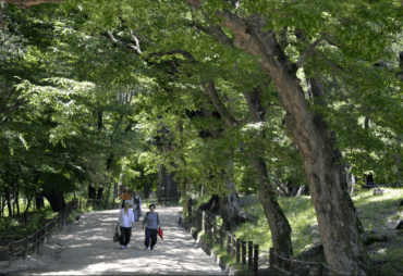 WFC 2021 in Seoul : Building a green, healthy and resilient future with forests