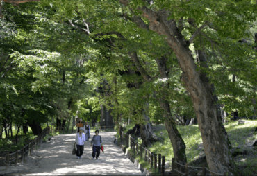 Congrès forestier mondial 2021 à Séoul : Construire un futur vert, sain et résilient avec les forêts