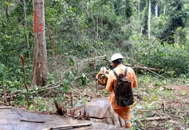 Parution d’un nouvel article « Survie et croissance des essences de grande valeur plantées dans les trouées d'abattage de la forêt tropicale d'Afrique centrale »