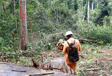 Parution d’un nouvel article « Survie et croissance des essences de grande valeur plantées dans les trouées d'abattage de la forêt tropicale d'Afrique centrale »